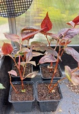 Persicaria Red Dragon Large