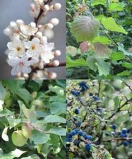 Fruit & Nut Tree seed Mix. Hazel, wild cherry, Blackthorn and Crab apple seeds
