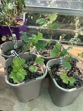 Gooseberry’s  Young