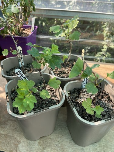 Gooseberry young - ,
