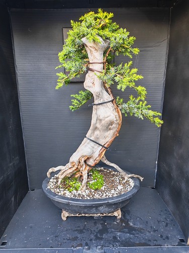 Tanuki needle juniper - (83r)tanuki,