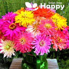 ZINNIA BURPEEANA - GIANTS MIX