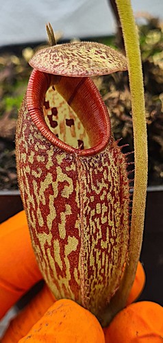 Nepenthes burbidgeae - nepenthes, x