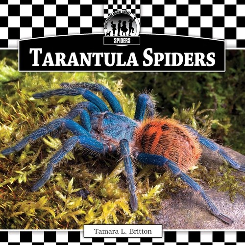 Tarantula spiders - tarantula,