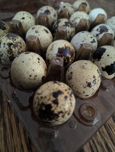 Gourmet quail eating eggs - eggs, 48