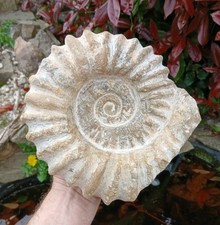 X Large Fossil Ammonite 5.2kg
