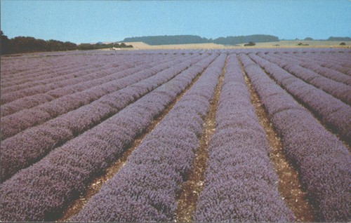 Norfolk lavender field - norfolk,
