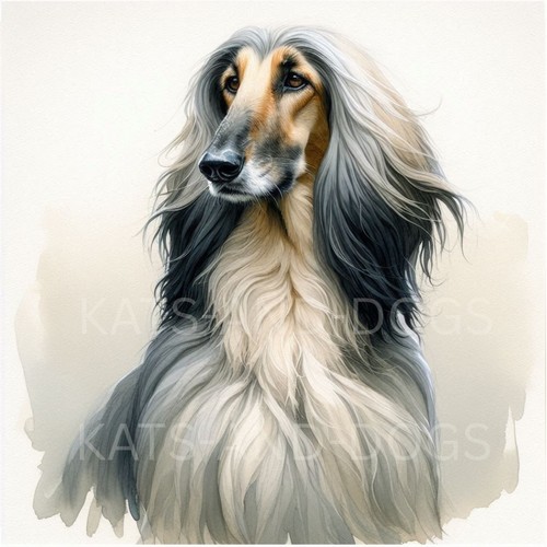 Afghan hound dog watercolour - afghan,