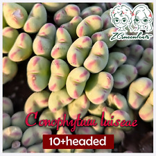 Conophytum luiseae  10 + headed RARE Succulent Plant  Aizoaceae multiple heads10