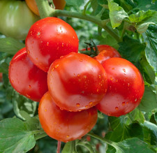 15 Marion Tomato Seeds - Heirloom