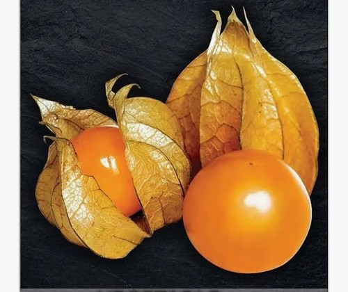 Very big healthy strong - big,