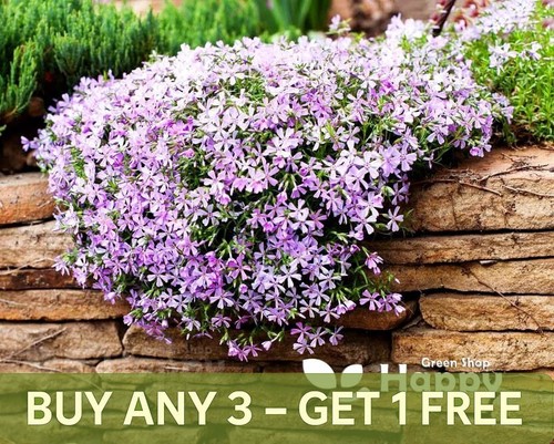 Mountain phlox 160 - -,