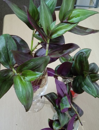 Tradescantia flame dance - 1x,