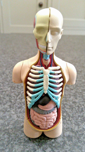 Human torso 4d anatomical - 4d,