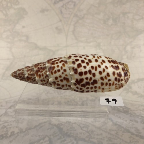 Seashell 100mm shell - seashell,