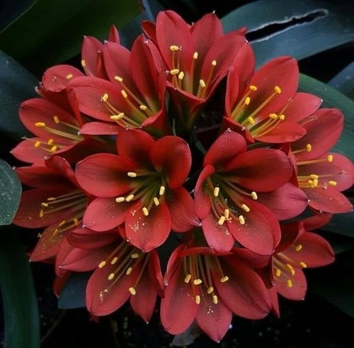 Clivia imported flower - imported, bulbs