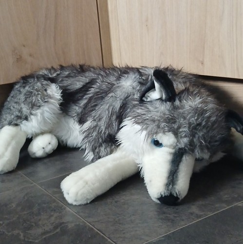 Large grey white husky - large,