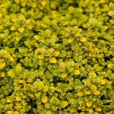 ×6 Thymus Archer Gold Lemon