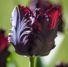 10 Tulips Black Parrot Tulipa