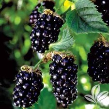 Navaho blackberry plant - 5l, –