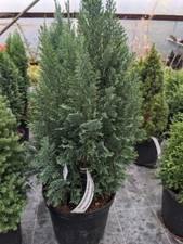 Chamaecyparis Ellwoodii