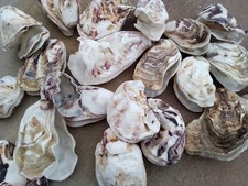 20 Oyster Shells - doubles