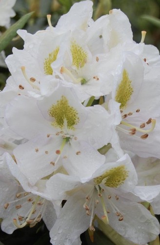 Rhododendron madame massor - rhododendron,