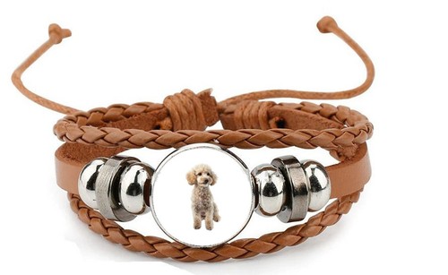Miniature poodle dog pet - miniature,