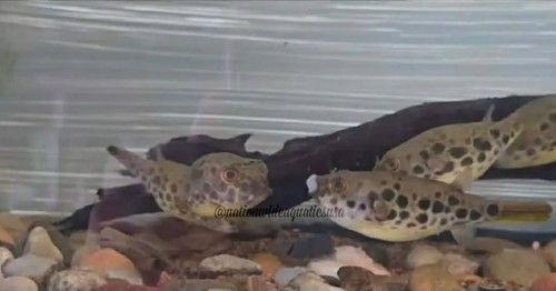 Tetraodon schoutedeni - ,