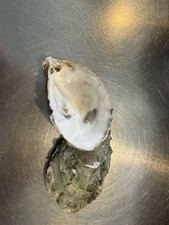 Oyster Shells 10-Pack