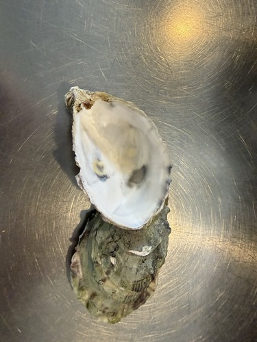 Oyster shells pack - shells, 10-pack