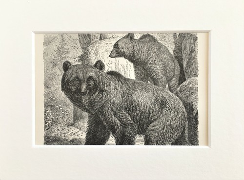 Brown bear animal - bear,