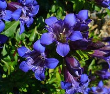 Gentiana Septemfida Hardy Perennial, Stunning for Rockeries+Patio Pots, 30 Seeds