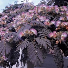 Albizia julibrissin Summer Chocolate| mimosa tree| plug plant| perennial