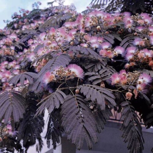 Albizia julibrissin summer - julibrissin,