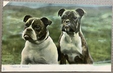 Bulldog Puppies Types Of Beauty Tucks 1907 Postcard British Bull Dogs Dog