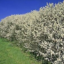 100 Blackthorn Hedging Plants 2-3ft Prunus Spinosa Bareroot Native Sloe Berries