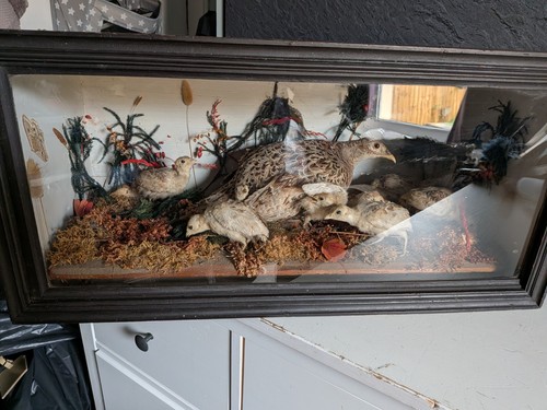 Taxidermy