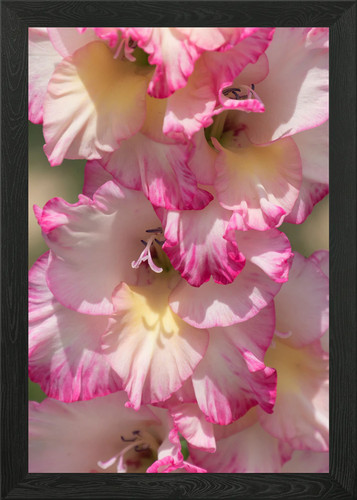 Iris gladiolus framed wall art - iris,