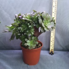 Aeonium Madeira crested form