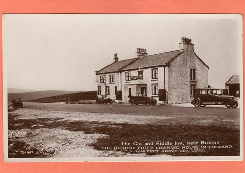Cat fiddle inn - cat, &