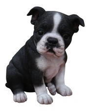 . Boston Terrier Sitting