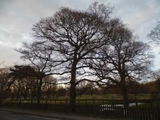 Photo 8x6 Hatch Park by Hythe