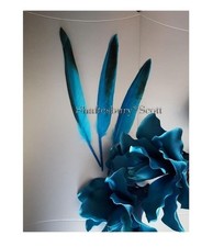 TURQUOISE  2 Tone Turkey