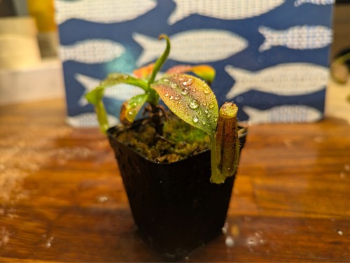 Nepenthes eymae lumut form - nepenthes,