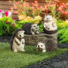 New Evergreen Hedgehog Family
