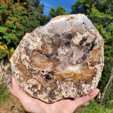 Petrified Wood Large Tree