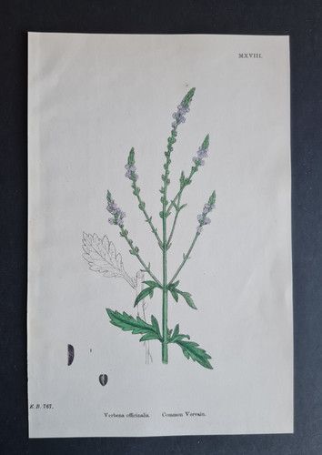 Antique 1873 print - , english
