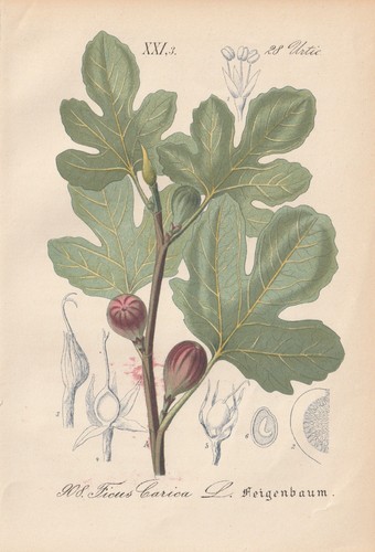 Original 1882 chromolithograph - original,