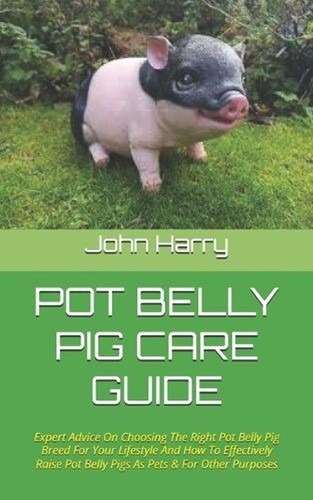 Pot belly pig care - belly, guide